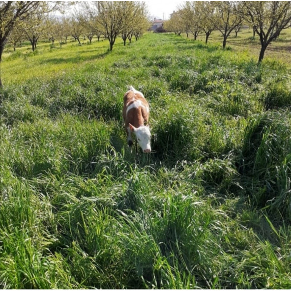 Eşref Şekerli Rye Grass, Reygras Otu, İtalyan Çimi (Süt Otu) Tohumu 10 KG - 4