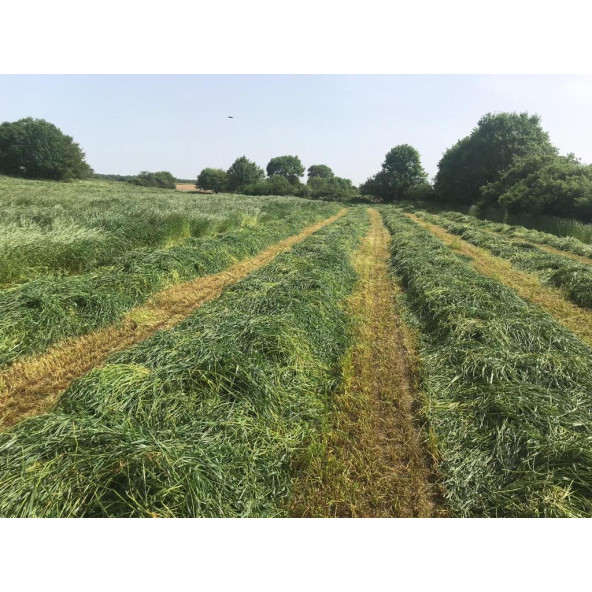 Eşref Şekerli Rye Grass, Reygras Otu, İtalyan Çimi (Süt Otu) Tohumu 25 KG - 5
