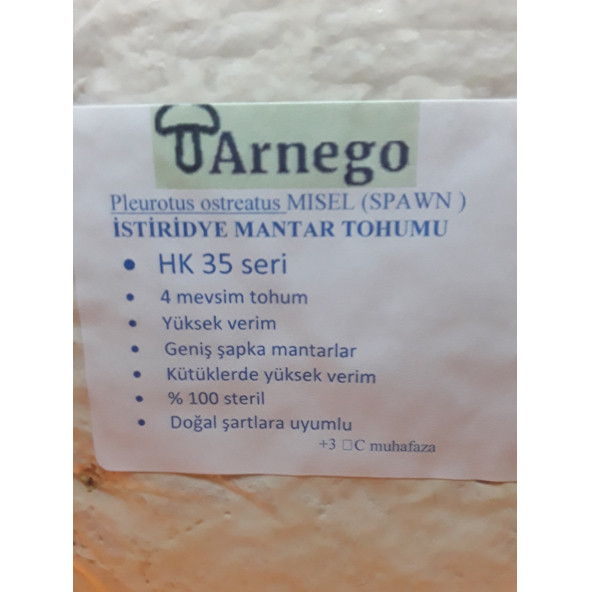 İstiridye mantar tohumu - Resim 2