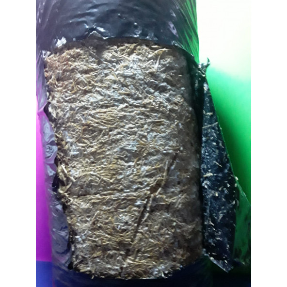 İstiridye mantar tohumu - Resim 4