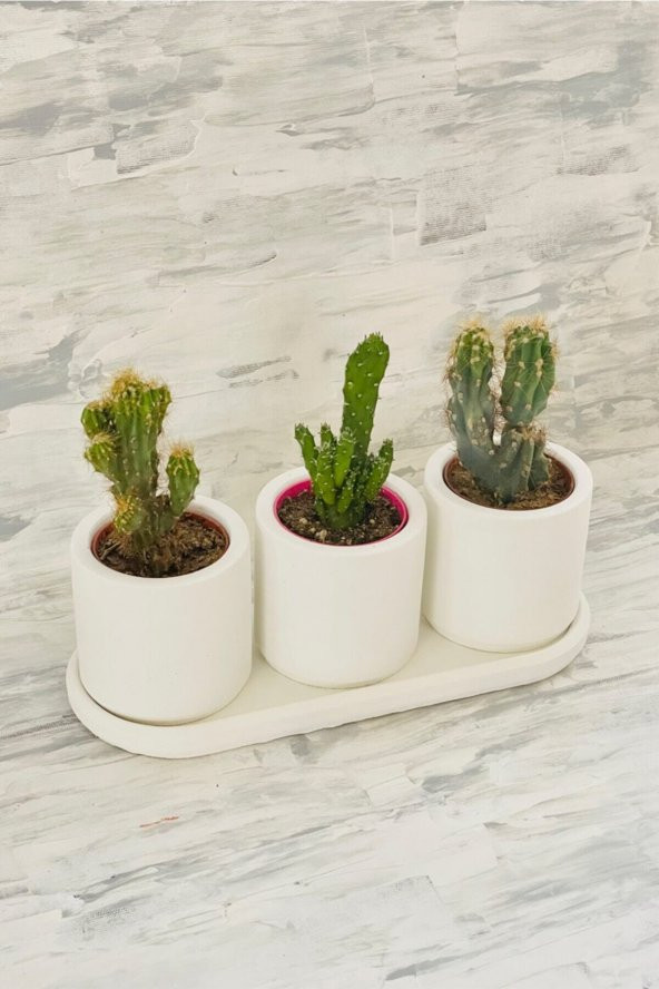 Kaktüs & Sukulent Dekoratif Beton Saksı (BİTKİSİZ) - 2