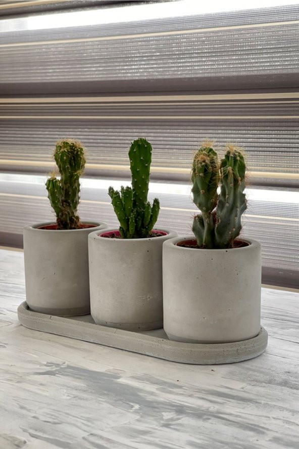 Kaktüs & Sukulent Dekoratif Beton Saksı (BİTKİSİZ) - 3