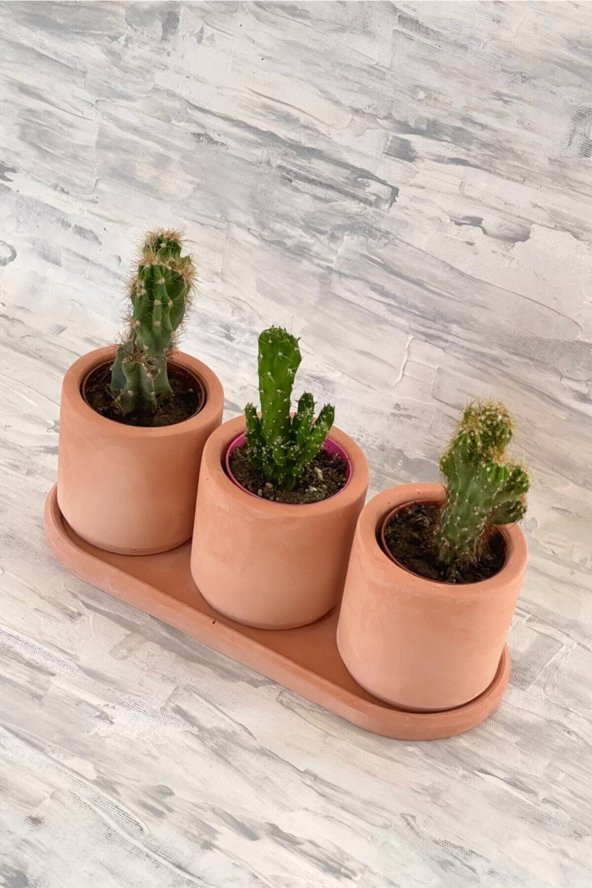 Kaktüs & Sukulent Dekoratif Beton Saksı (BİTKİSİZ) - 2