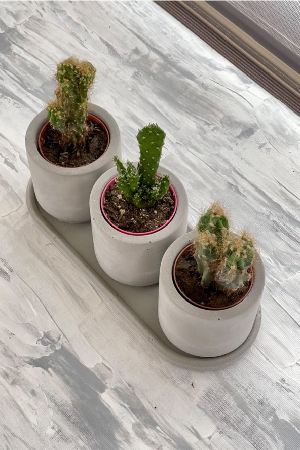 Kaktüs & Sukulent Dekoratif Beton Saksı (BİTKİSİZ) - 2