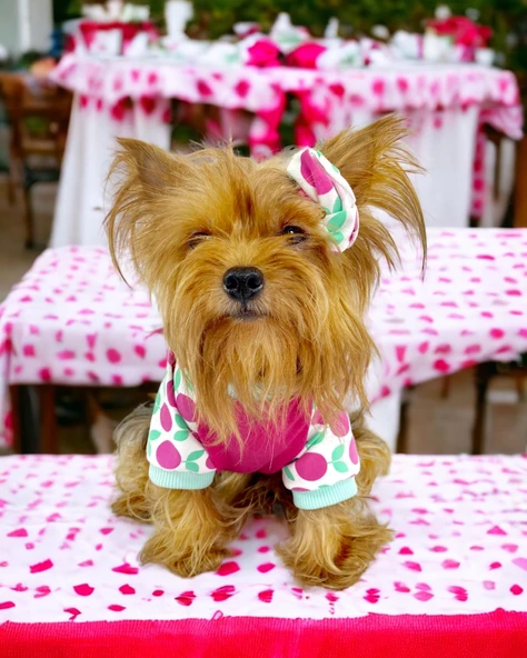 Fruit Party Tişört ve İç Çamaşırı Set Köpek Kıyafeti Köpek Kostümü - 7