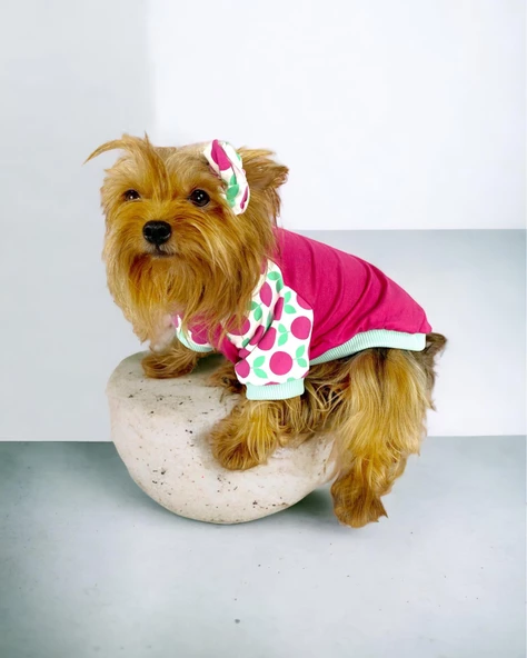 Fruit Party Oval Yaka Tişört Köpek Kıyafeti - 4