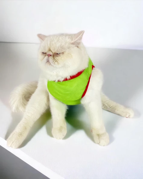 Pink Strawberry Atlet Kedi Kıyafeti Kedi Elbisesi - 2