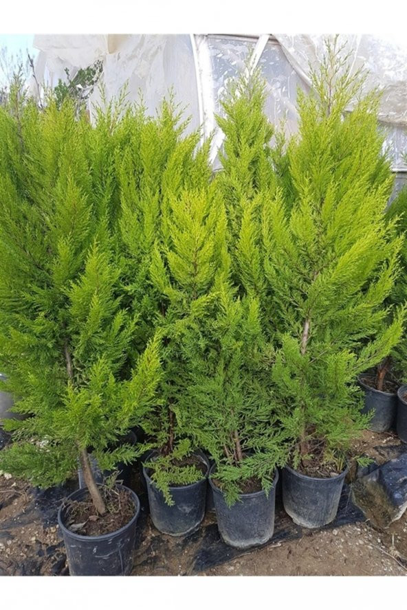 Serada Decor Plant Limon Selvi 10 ADET Kokulu Limon(cupressus Macrocarpa Goldcrest) Saksılı 50-60 cm