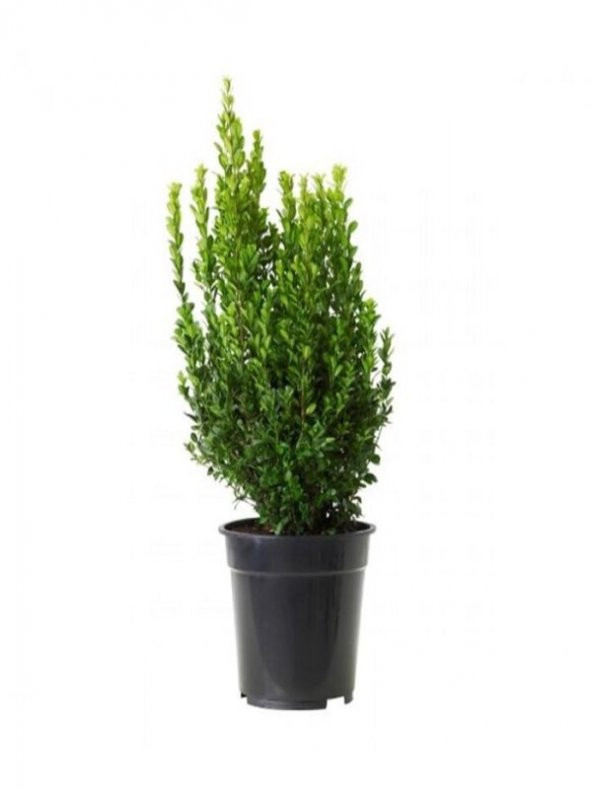 Serada Decor Plant  Şimşir 20-40 Cm (buxus Japonica Rococo )Çit Yapımına Uygun Dış Mekan Süs Bitkisi