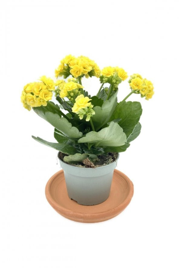 Kalanchoe (kalanşo) Sarı