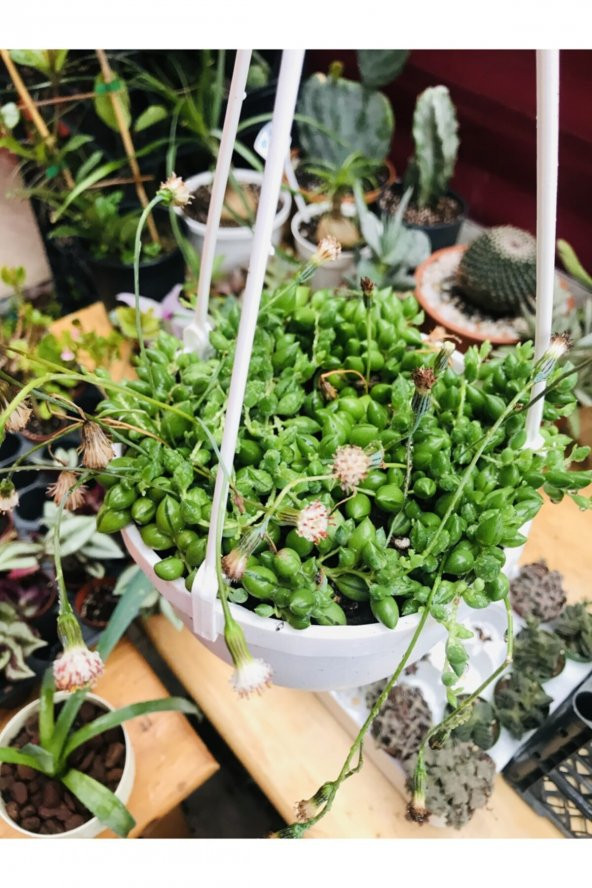 Senecio Rowleyanus Tesbih Çiçeği Askılı Saksıda