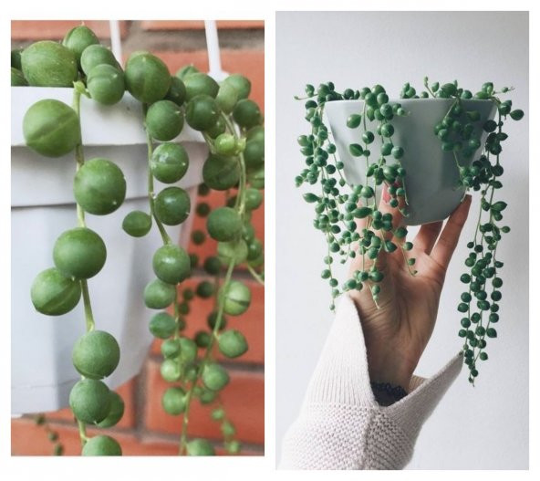Serada Decor Plant Tespih Çiçeği İnci Tanesi Askılı Büyük Saksı Senecio Rowleyanus Teraryum Sukulent