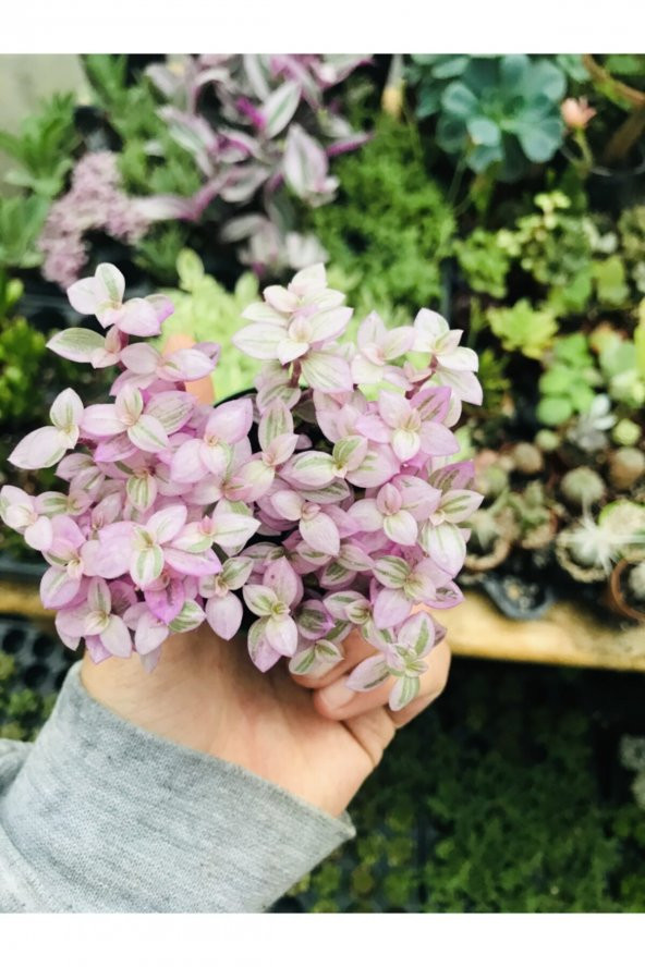 Calisia Repens Pink Lady Minik Pembe Yapraklı Telgraf Çiçeği - 1