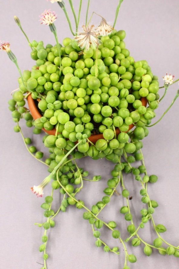 Senecio Rowleyanus Tesbih Çiçeği