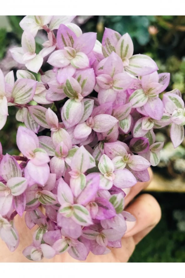 Calisia Repens Pink Lady Minik Pembe Yapraklı Telgraf Çiçeği - 2