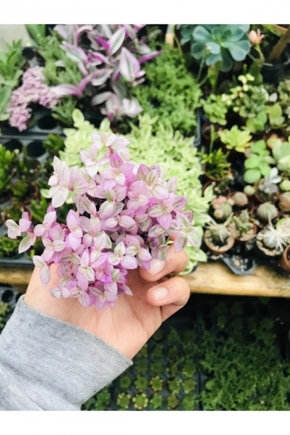 Calisia Repens Pink Lady Minik Pembe Yapraklı Telgraf Çiçeği - 3