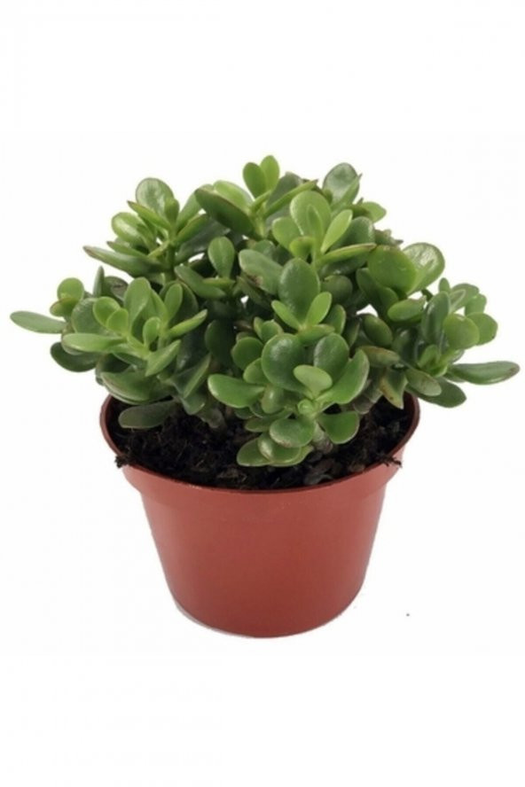 Crassula Ovata, Para Çiçeği, Şans Agaçı Jumbo Bpy