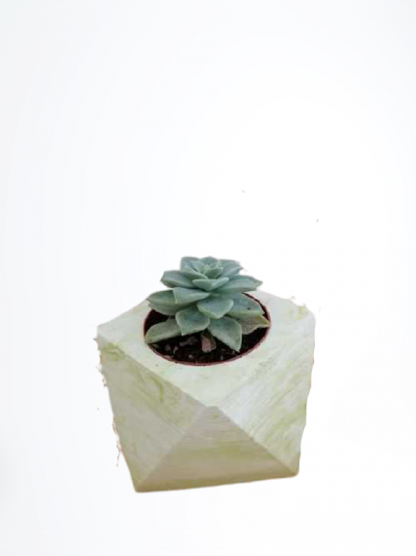 Serada Decor Plant Beton saksılı Sukulent
