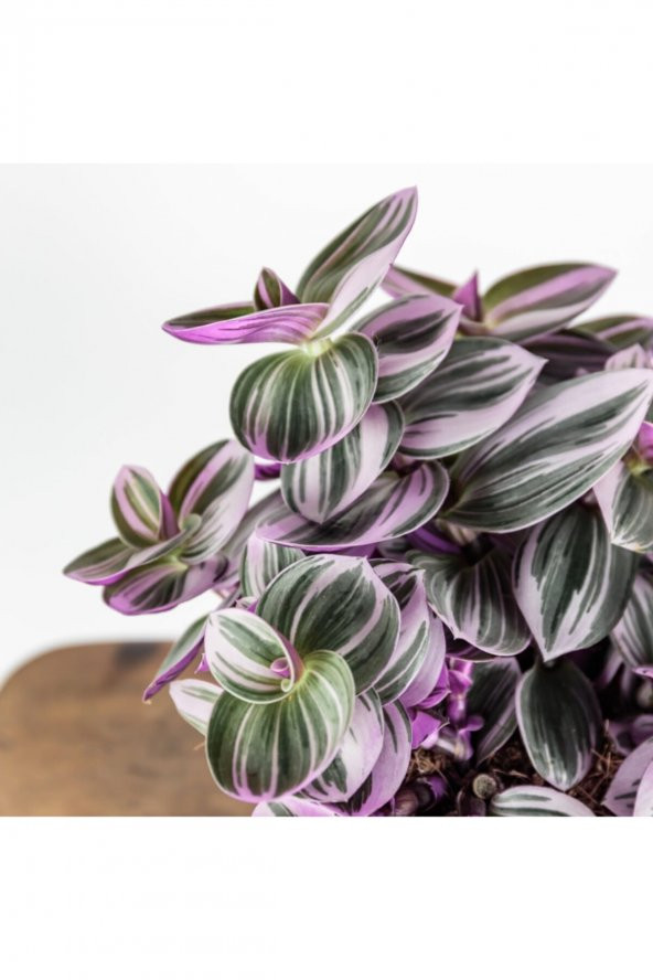 Telgraf Çiçeği Tradescantia Nanouk