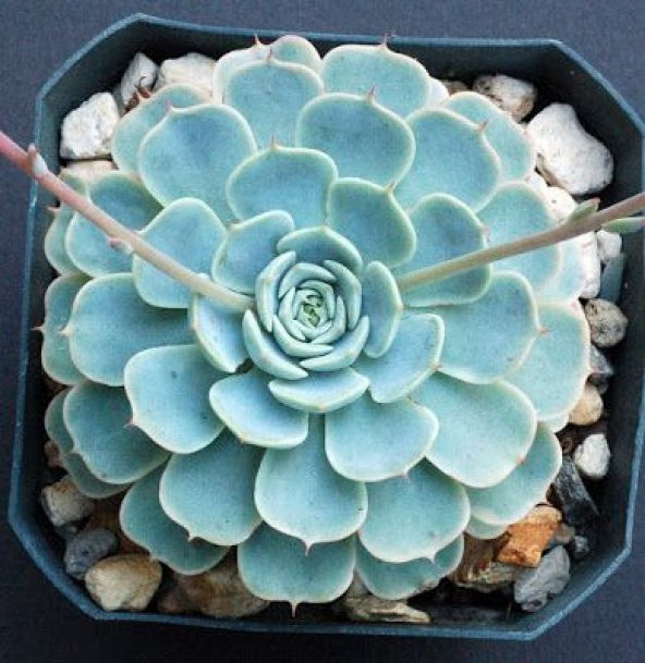 Serada Decor Plant Dev Boy XXL Echeveria Glauca (Aşkın Gözyaşı) Sukulent Bitki