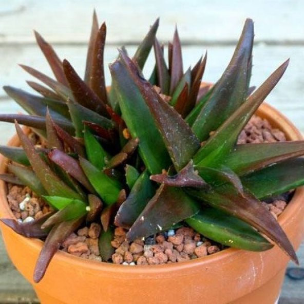 Serada Decor Plant Aloe Black Gem Sukulent Bitkisi