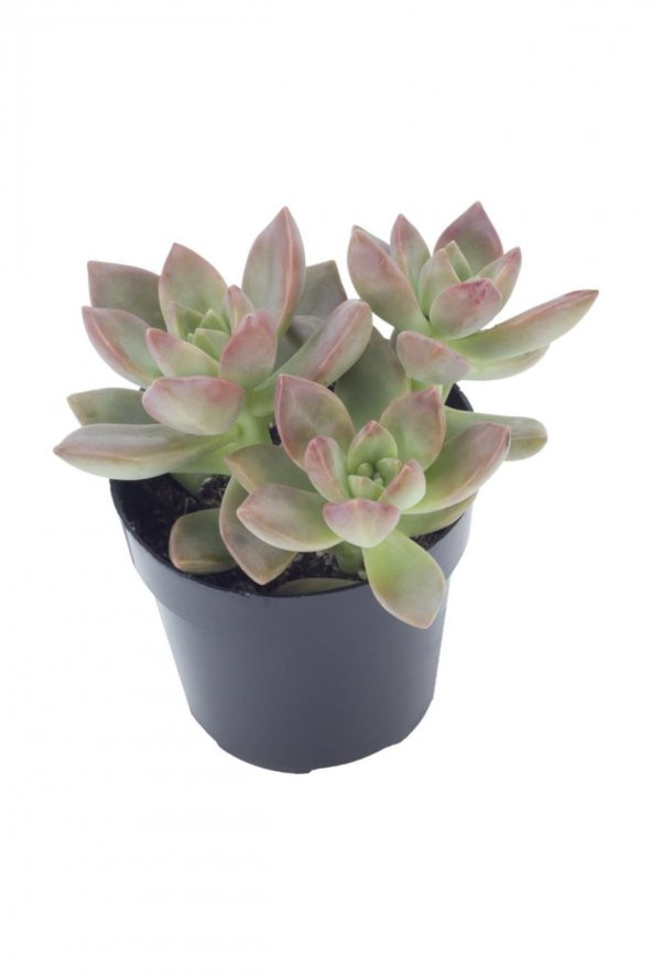 Graptosedum California Sunset Sukulent