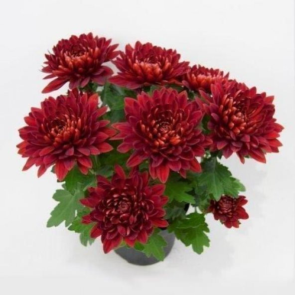 Karışık Renk Kasımpatı Krizantem Hüzün Çiçeği 5-10 Cm Chrysanthemum
