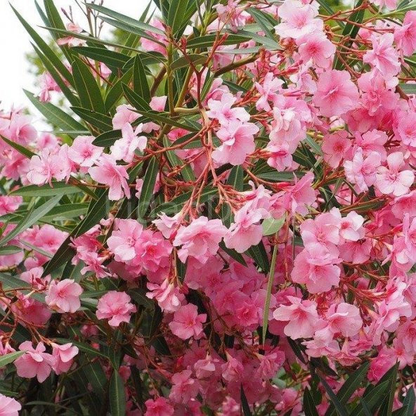 Zakkum Çiçeği Fidanı 30-50 Cm 1 Adet Nerium Oleander