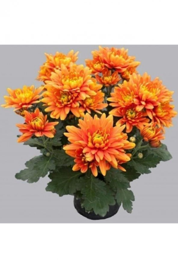 Turuncu Kasımpatı Krizantem Hüzün Çiçeği 5-10 Cm Chrysanthemum