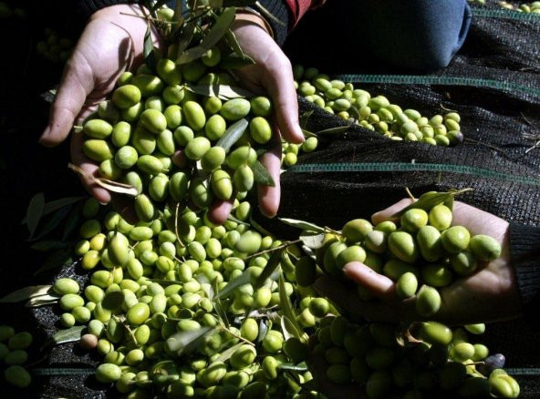 5X3 METRE ZEYTİN SERGENİ ZEYTİN TOPLAMA ÖRTÜSÜ FINDIK FISTIK DUT TOPLAMA FİLESİ HASAT TABAN ÖRTÜSÜ - Resim 4