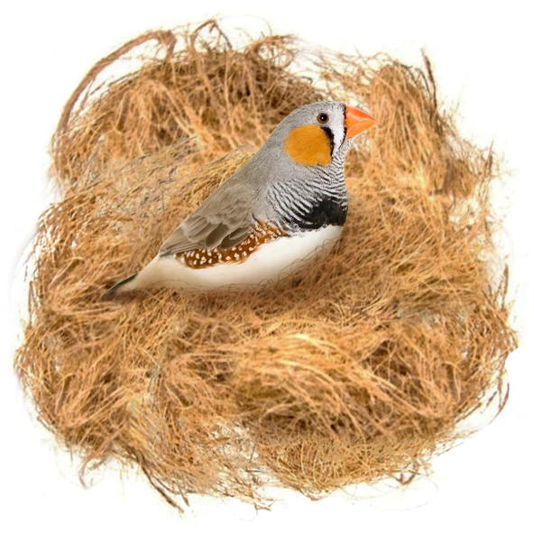 Hindistan Cevizi Kılı Yuva İpi  Naturel (Nesting Fiber) 250 gr. - 3