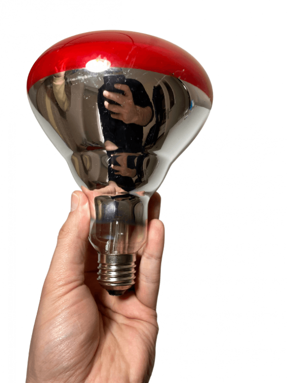 Osram Ledvance 250w Infrared Ampul Br40 E27 Isıtıcılı Lamba Kırmızı Işık - 4