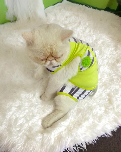 Lime Fuzz Tişört ve İç Çamaşırı Set Kedi Kıyafeti Kedi Kostümü - 4