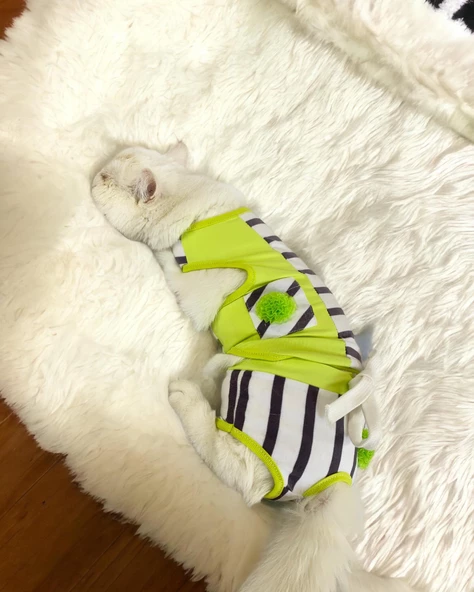 Lime Fuzz Tişört ve İç Çamaşırı Set Kedi Kıyafeti Kedi Kostümü - 3