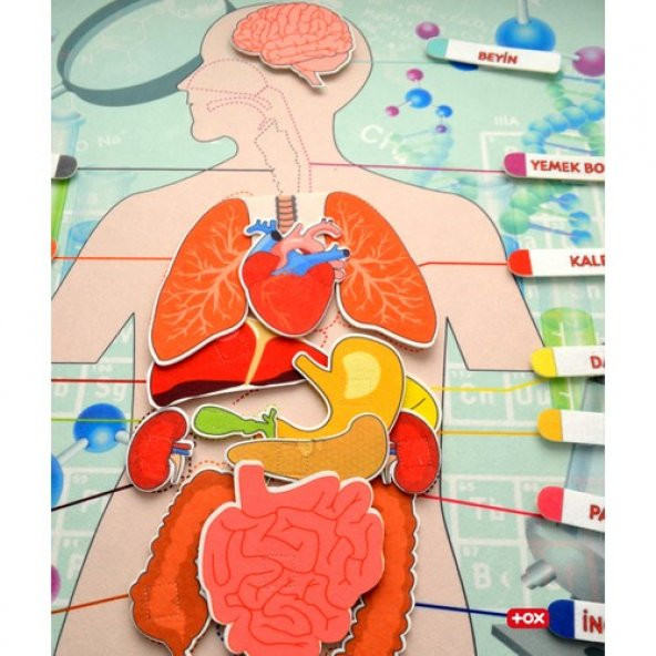 İç Organlar Sistemi Keçe Duvar Panosu - 4