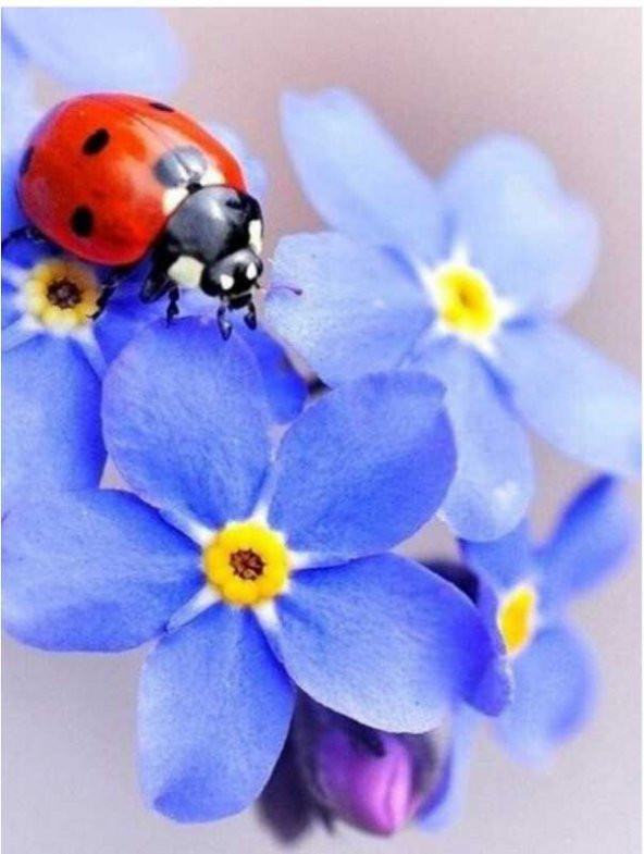Movas Sanat Mavi Çiçek Ve Uğur Böceği | Elmas Mozaik Tablo | Mozaik Puzzle | 40x60 | E20202859M