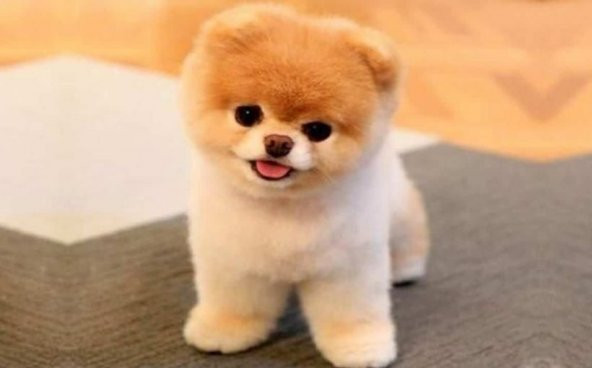 Chondro-Dog Köpek Eklem Güçlendirici Glukozamin Kondroitin 100 ML - 2