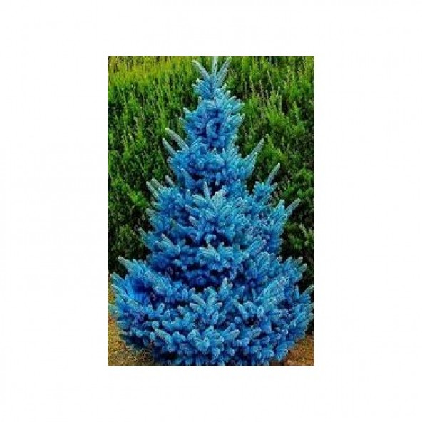 mavi ladin tohumu 1000 adet 12 ay çimlenme. ürün görseli 1