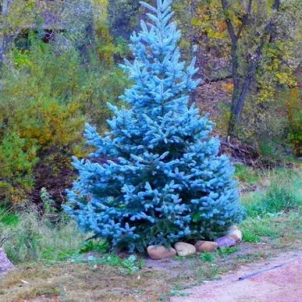 mavi servi tohumu 1000 adet 12 ay çimlenme. ürün görseli 1