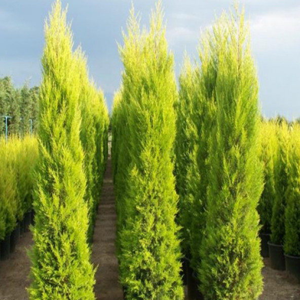 limon servi tohumu 1000 adet 12 ay çimlenme. ürün görseli 1