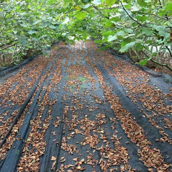 4x6 METRE FINDIK SERGİSİ FINDIK TOPLAMA FİLESİ FINDIK KURUTMA ÖRTÜSÜ 40LIK GÖLGELİK FINDIK ALTI FİLE HASAT TABAN ÖRTÜSÜ - 2