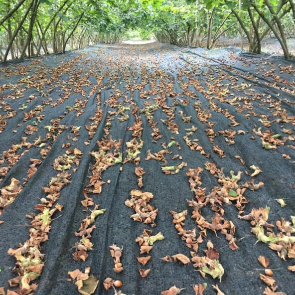 5x8 METRE FINDIK SERGİSİ FINDIK TOPLAMA FİLESİ FINDIK KURUTMA ÖRTÜSÜ 40LIK GÖLGELİK FINDIK ALTI FİLE HASAT TABAN ÖRTÜSÜ - 2