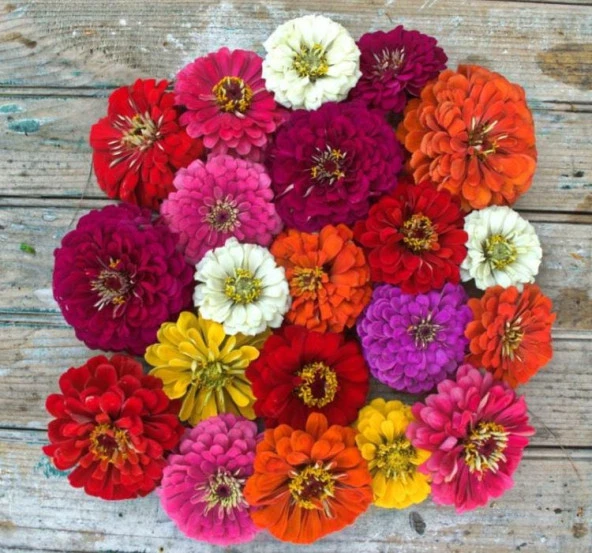 Zinnia - Kirli Hanım Tohumu ( Dev çiçekli, Uzun Boylu ) - Karışık Renkli - 5 Tohum - 2