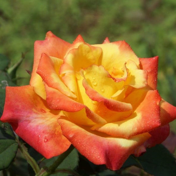 Tüplü Sarı Turuncu Claudia Aşılı Yediveren Gül Fidanı ürün görseli