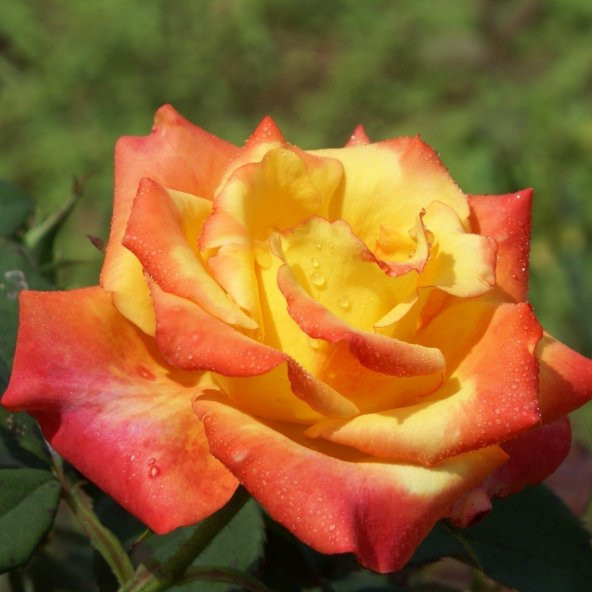 Tüplü Sarı Turuncu Claudia Aşılı Yediveren Gül Fidanı - Resim 4