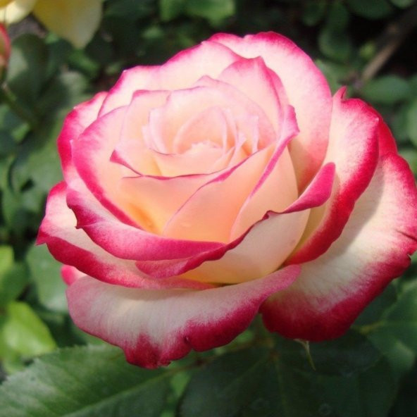 Tüplü Aşılı Nostalji Liberty Bell Pembe Beyaz Gül Fidanı ürün görseli