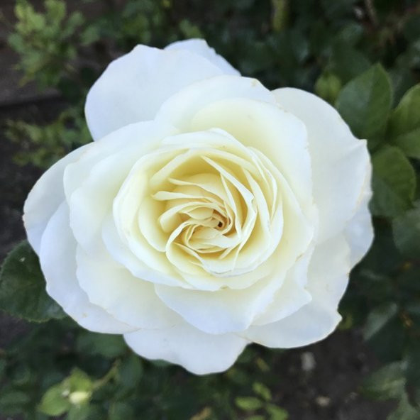 Yediveren Tüplü Mina Beyaz Nostalji Gül Fidanı ürün görseli