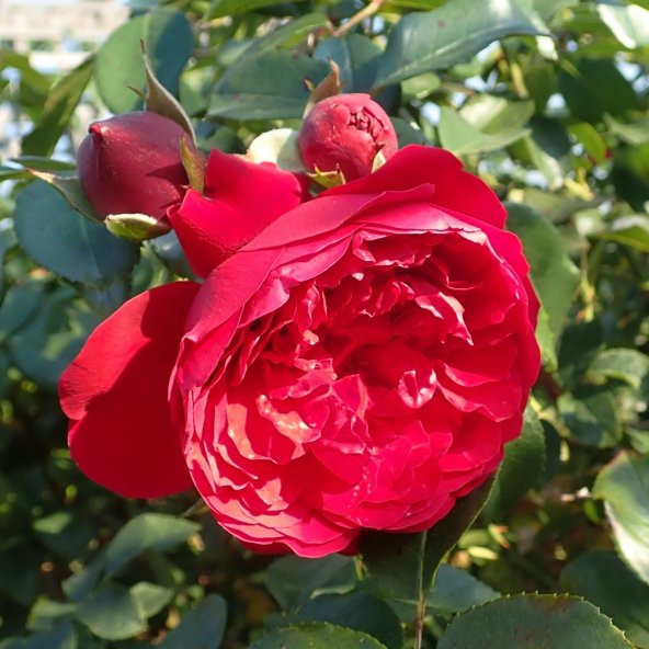 Tüplü Aşılı İri Goncalı Kırmızı Florantina Sarmaşık Gül Fidanı ürün görseli
