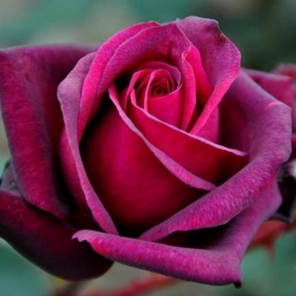 Tüplü Aşılı Kokulu Koyu Pembe Lolly Yediveren Gül Fidanı - Resim 2