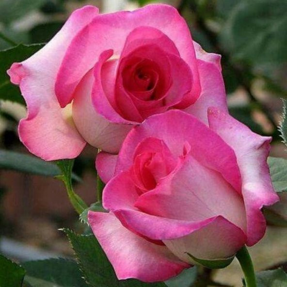 Yediveren Tüplü Nostalji Rose Dot Pembe-Beyaz Gül Fidanı - Resim 5